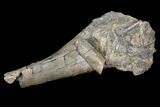 Fossil Hadrosaur Fibula Section - Aguja Formation, Texas #116578-1
